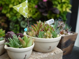 奇跡の星の植物館「ゴールデンウィークスペシャルイベント」<中止となりました>