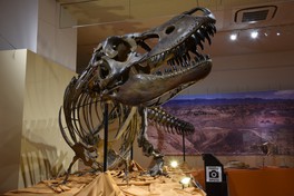 タルボサウルス全身骨格