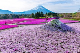 芝桜と富士山のコラボが楽しめる
