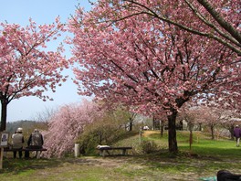 さまざまな種類の桜があるので、長い期間お花見が楽しめる