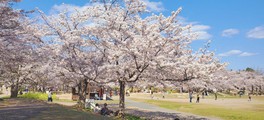 けいはんな記念公園芝生広場の桜