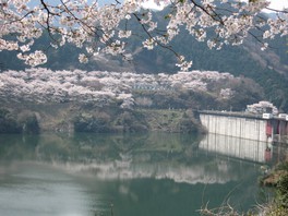 満開の桜が景色を彩る