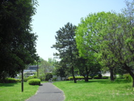 緑があふれる青山公園は都心のオアシス