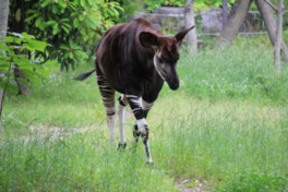 園名は動物園(ZOO)とユーラシア(EURASIA)の合成語