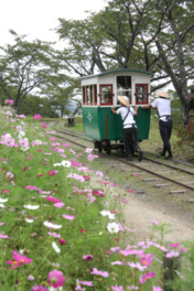 花の開花シーズンに合わせ、毎年9月中旬頃には松山コスモス祭りも開かれる