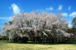広大な自然とともに二種類の桜景色が広がる