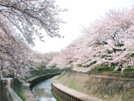 約400本の桜が咲き誇る桜の名所として知られる