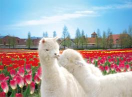 洋風の建物と季節の花々