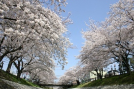 遊歩道が整備されていて桜を見ながら散策できる