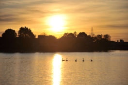大塚池が夕日に染まり、羽を休める水鳥の姿が見られる