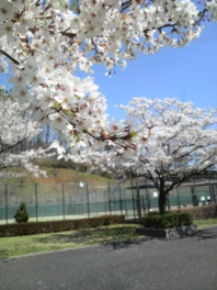 春にはテニスコート付近を桜並木が彩る