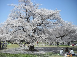 春には1000本以上の桜の花が満開になる