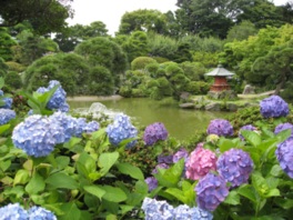 純日本庭園に色とりどりのアジサイが花開く