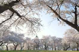 桜が咲き誇る4月下旬には桜まつりが開催される