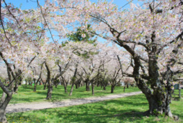 春には桜が咲き誇り訪れる人の目を楽しませる