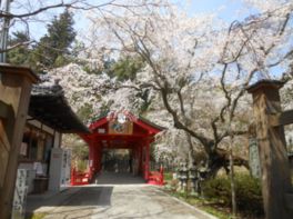 豊臣秀吉が参拝し、境内に桜樹を手植えしたと伝えられている