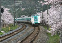 特急列車が桜の並木を走り抜ける迫力あるシーン