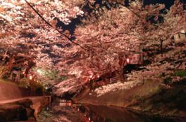 250本ものソメイヨシノが美しく咲き誇る