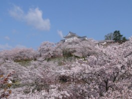 春には1000本の桜が満開に。さくらまつりも開催される