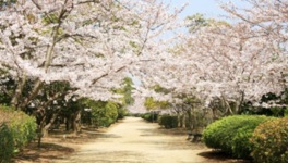 春には、長さ1キロ以上もの桜のトンネルを散策できる