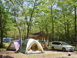 原生林の中でキャンプが楽しめる