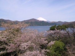 富士山を眺望しながら花見を楽しめる