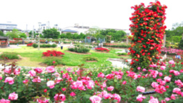 【花・見ごろ】若園公園　バラ園