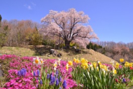 桜をはじめ、色とりどりの花が咲く