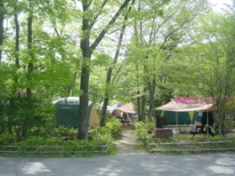 森の豊かな自然に触れ合えるキャンプ場