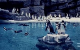 マゼランペンギン100羽は飼育数日本一