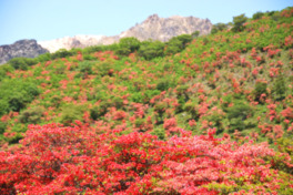 真っ赤に咲き誇るツツジと緑の若葉の美しいコントラスト