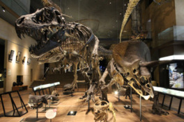 今にも動きそうなティラノサウルスとトリケラトプスの骨格標本