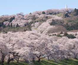山一面に美しい桜が咲き誇る
