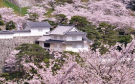 春には箕輪門を彩る桜が楽しめる