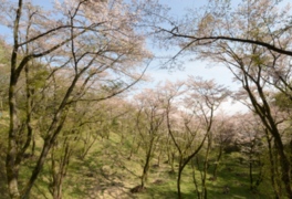 山道の頭上で花を咲かせる山桜