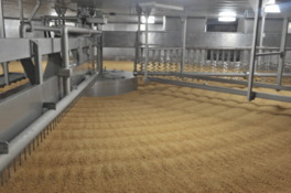 蒸した大豆と炒った小麦にこうじ菌を加え、しょうゆこうじをつくる重要な工程が見られる