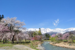 競い咲く桜と残雪の山々が美しい春の大出の吊橋とその周辺