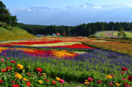 富士見高原花の里