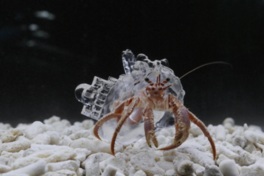 カガクのトビラ 透明な「やど」のやどかり