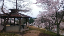 春には桜も咲く自然あふれるキャンプ場
