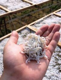 第25回生産者トーク「釜揚げしらす」