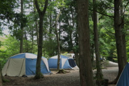木々に囲まれた緑豊かなキャンプ場