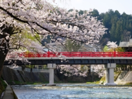 赤色の美しい中橋とソメイヨシノが雅な風景を生み出す