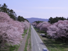 2000本以上の桜並木は直線7キロにもおよぶ