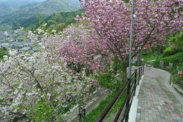 高台の小道脇に、2色の桜が咲き乱れる