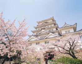 福山城をより引き立てる桜