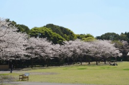 桜の花と動物観察を楽しみながら園内散策