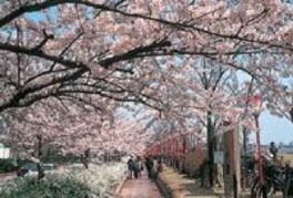信濃川沿いに桜並木が連なる