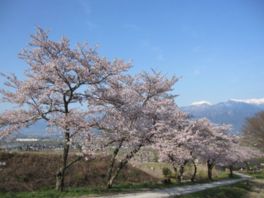 鵜山桜並木保存会よって手入れされた桜は毎年きれいな花を咲かせる