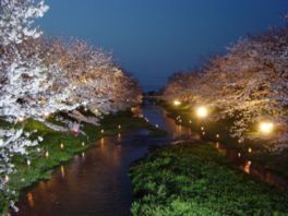川沿いの夜桜をぼんぼりが照らし幻想的な空間を演出